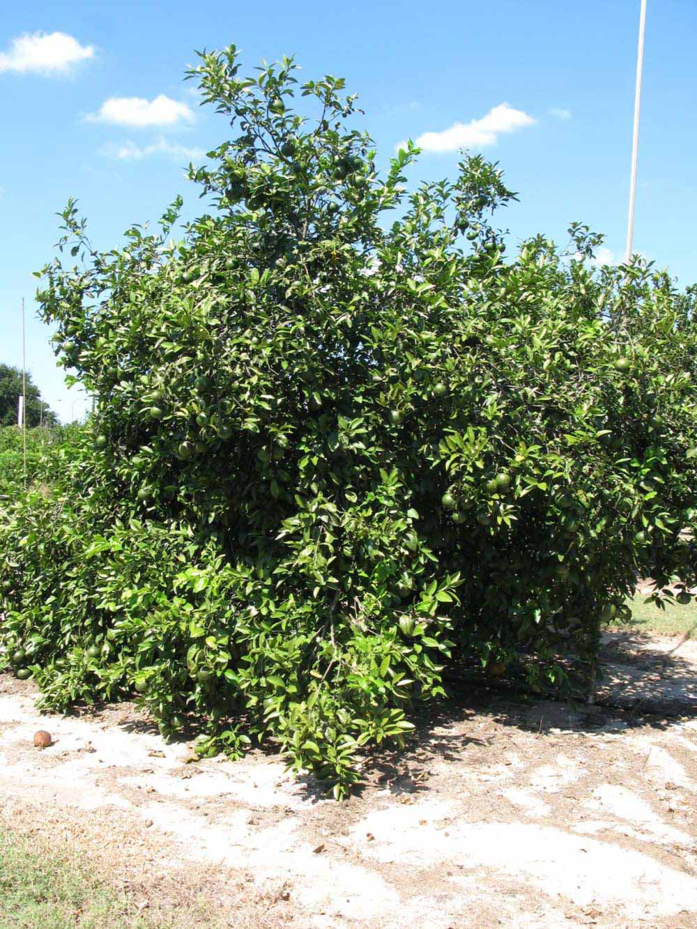                 Habit (Winter Haven,   FL)   